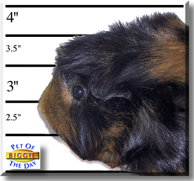 Biggie, the Pet of the Day