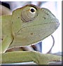 Tweeky D the Veiled Chameleon