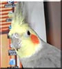 Tweeter the Cockatiel
