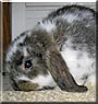 Max the Mini Lop Rabbit