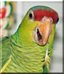 Max the Lilac Crowned Amazon