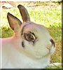 Parsley the Netherland Dwarf