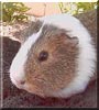 Milli the American Satin Guinea Pig