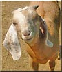 Handsome the Nubian Goat