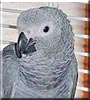 Niko the Congo African Grey