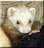 Woo the Cinnamon Ferret