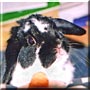 Kipper the Dwarf lop eared