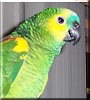 Paco the Blue Front Amazon