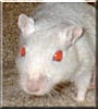 Alice the Albino Gerbil