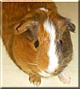 Sienna the American Guinea Pig