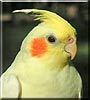 Alex the Lutino Cockatiel