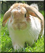 Nibbles the Lop Rabbit