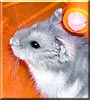 Molly the White dwarf hamster