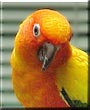 Penny the Sun Conure