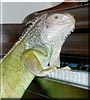 Merlin the Iguana