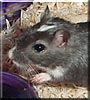 Plato the Gerbil