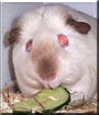 Bob the Guinea Pig