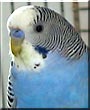 Oggy the Budgerigar