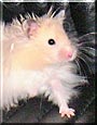 Biscuit the Syrian hamster