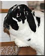 Harvey the Mini lop rabbit