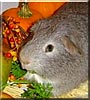 Flannel the Guinea Pig