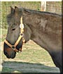 Cinny the Morgan, Quarter horse