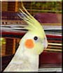 Siska the Cockatiel