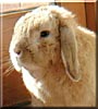 Dillon the Rabbit