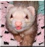 Lucky the Ferret