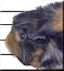 Biggie the Abyssinian Guinea Pig