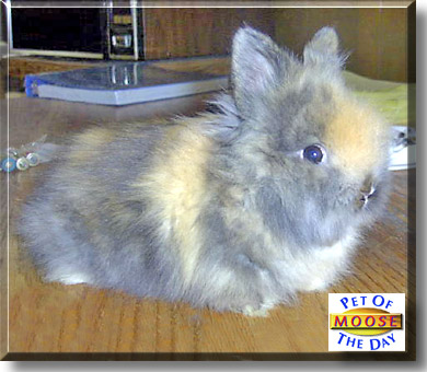 Moose, the Pet of the Day