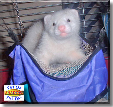 Shadow, the Pet of the Day