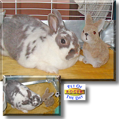 Roger, the Pet of the Day