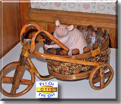 Otis, the Pet of the Day