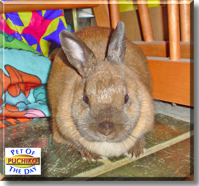 Puchiko, the Pet of the Day