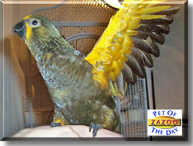 Zazoo, the Pet of the Day