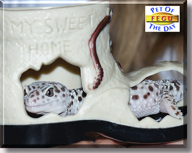 Fegu, the Pet of the Day