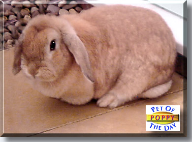 Poppy, the Pet of the Day