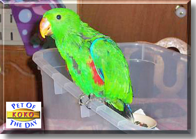 KoKo, the Pet of the Day