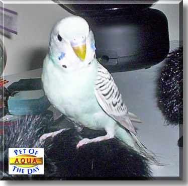 Aqua, the Pet of the Day