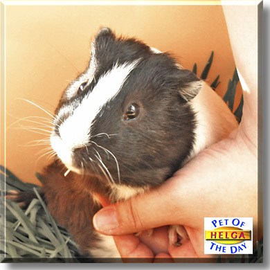 Helga, the Pet of the Day