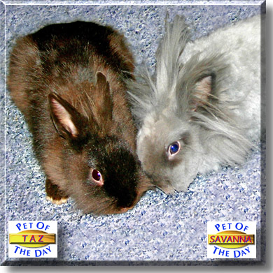 Savanna, Taz, the Pet of the Day