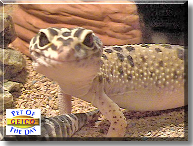 Geico, the Pet of the Day