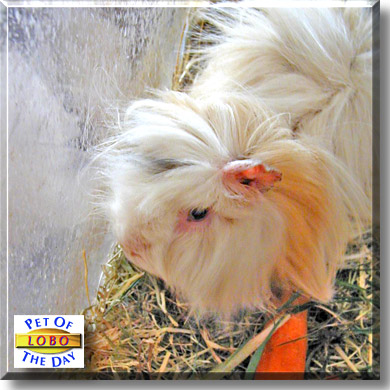Lobo, the Pet of the Day