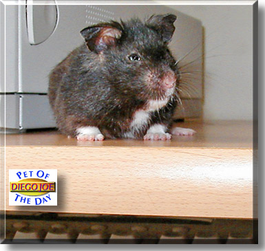 Diego Joe, the Pet of the Day