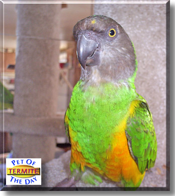 Termite, the Pet of the Day