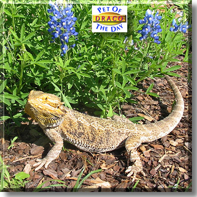 Draco, the Pet of the Day