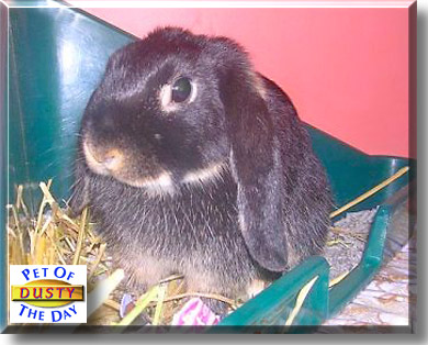 Dusty, the Pet of the Day
