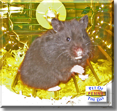 Penne, the Pet of the Day