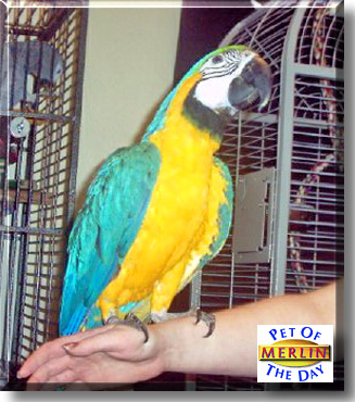 Merlin, the Pet of the Day
